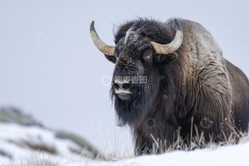 高清大图下载【趣麦麦图】雪地里的长毛牛