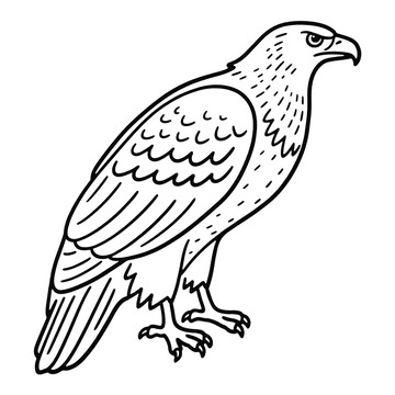 线描老鹰鸟类免抠元素