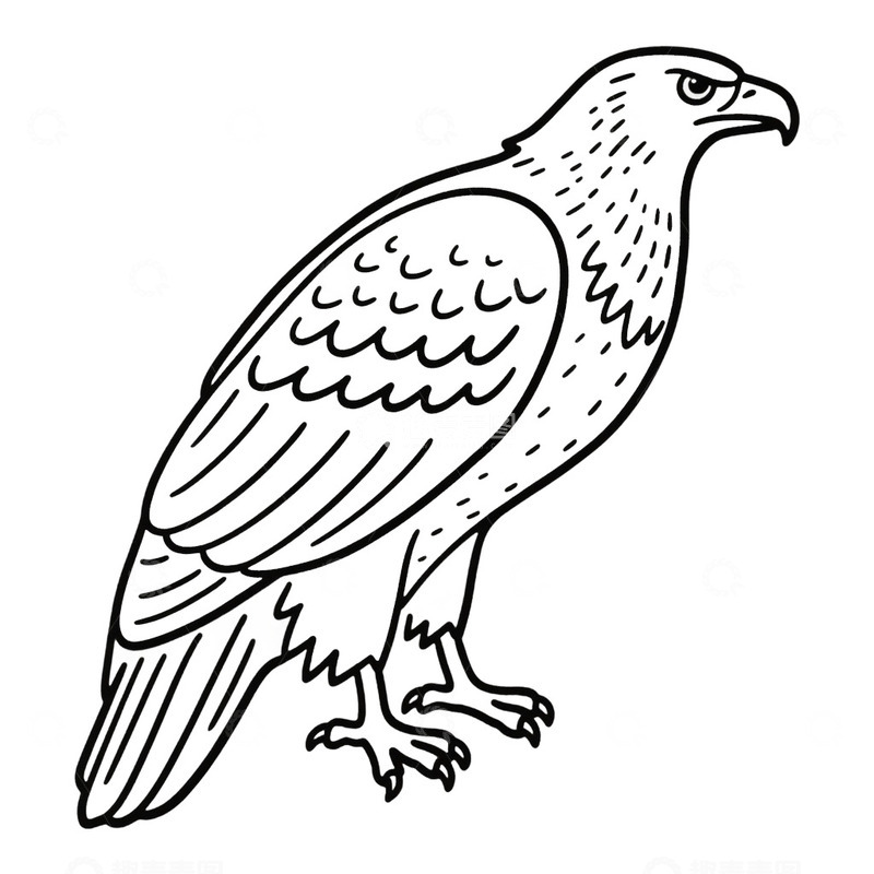 高清大图下载【趣麦麦图】线描老鹰鸟类免抠元素