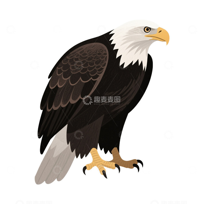 高清大图下载【趣麦麦图】老鹰鸟类免抠元素