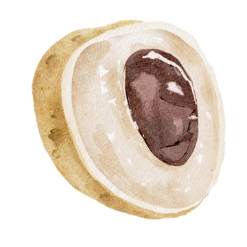 水彩风格龙眼水果