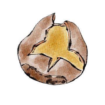 水彩风格水果柿子