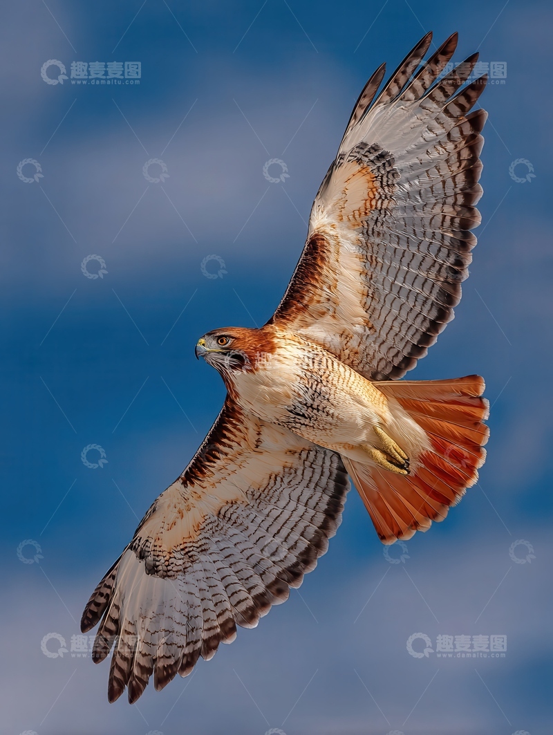 高清大图下载【趣麦麦图】红尾鵟  猛禽  孤傲