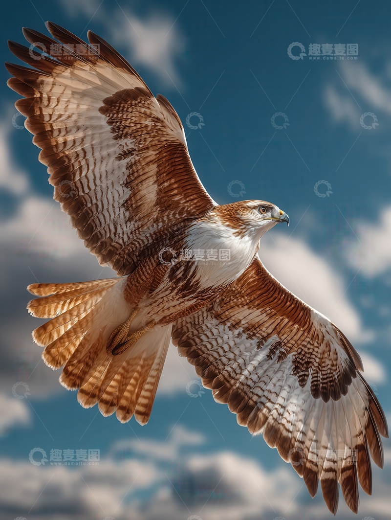 高清大图下载【趣麦麦图】红尾鵟  猛禽  翱翔