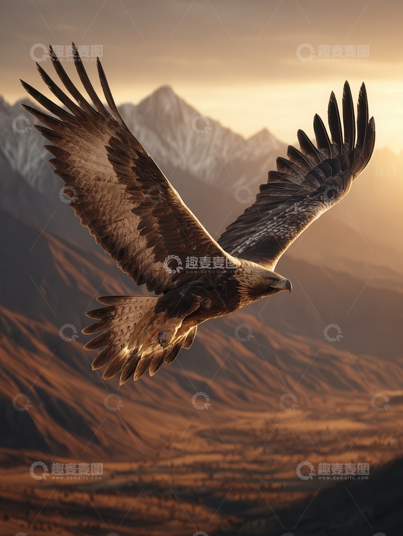 高清大图下载【趣麦麦图】金雕  猛禽  冷峻