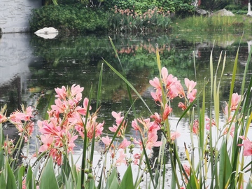水边粉色花卉假日旅行随拍