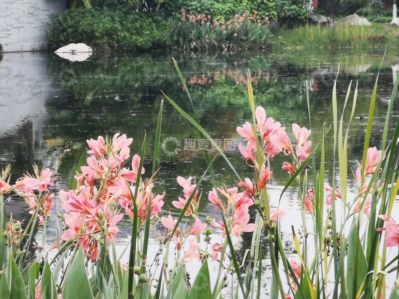 高清大图下载【趣麦麦图】水边粉色花卉假日旅行随拍