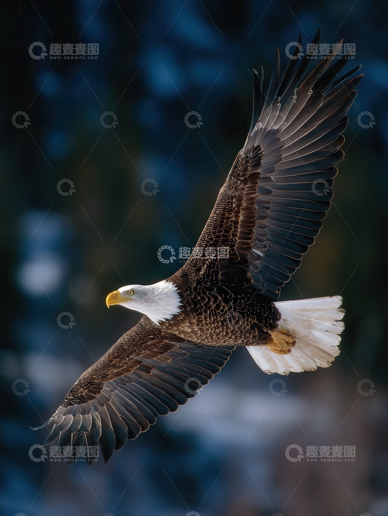 高清大图下载【趣麦麦图】白头海雕  猛禽  雄健