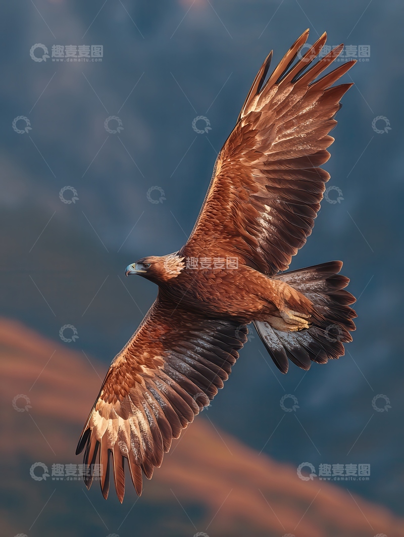 高清大图下载【趣麦麦图】金雕  猛禽  桀骜