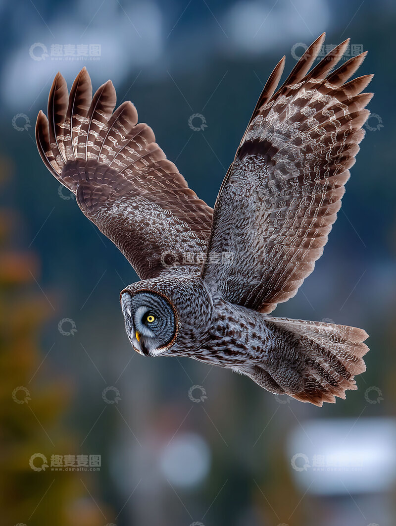 高清大图下载【趣麦麦图】乌林鸮  夜目  勇毅 