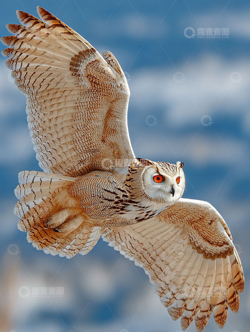 高清大图下载【趣麦麦图】雕鸮  夜目  盘旋 