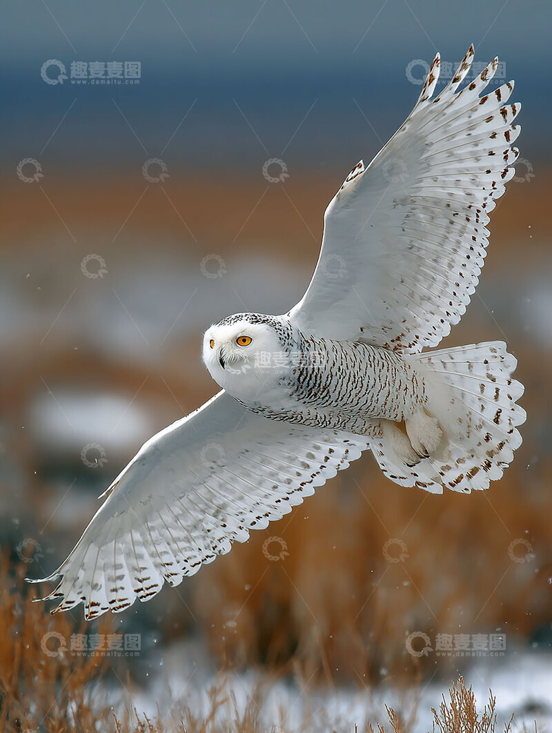 高清大图下载【趣麦麦图】雪鸮  夜目  自由
