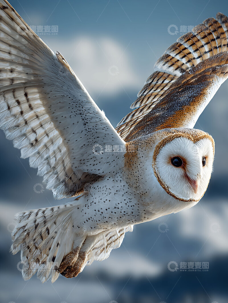 高清大图下载【趣麦麦图】仓鸮  夜目  勇毅 