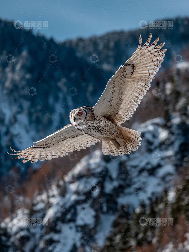高清大图下载【趣麦麦图】红角鸮  夜目  搏击 