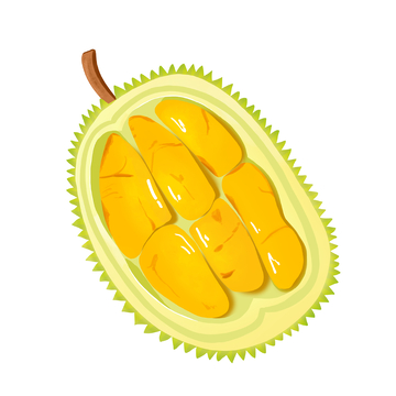 手绘榴莲果肉图