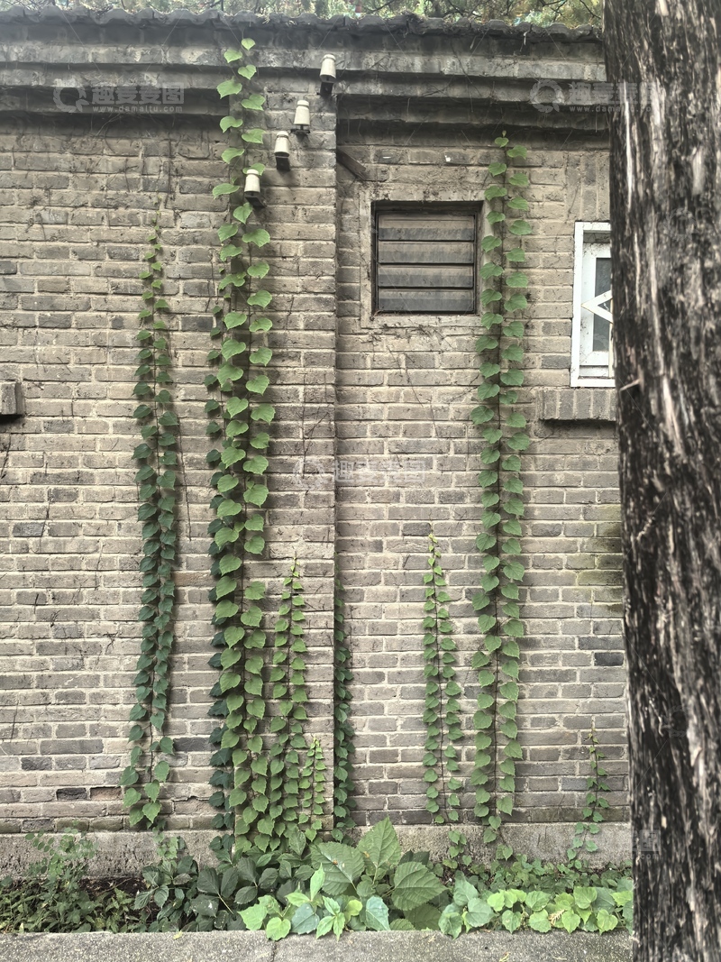 高清大图下载【趣麦麦图】燕园砖墙上的绿韵