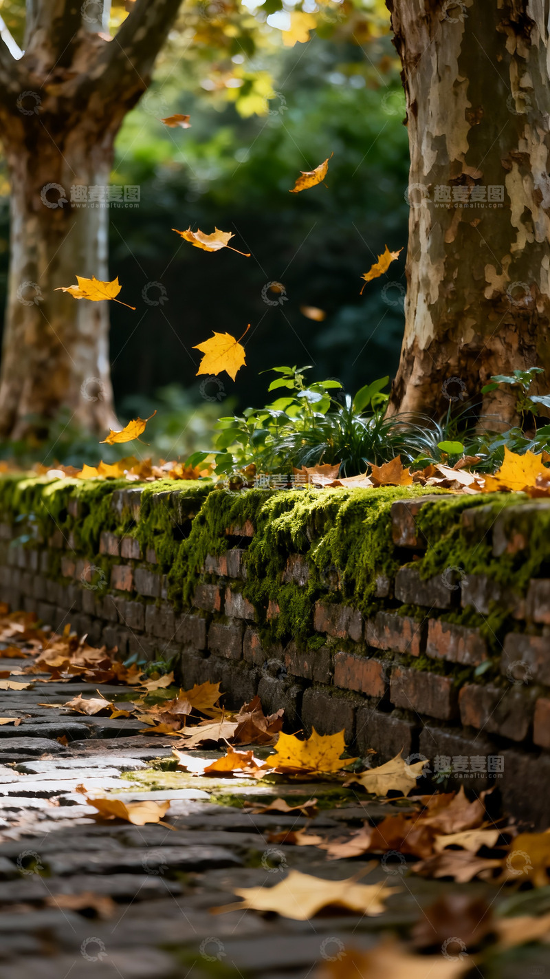 高清大图下载【趣麦麦图】深秋 落叶 青苔