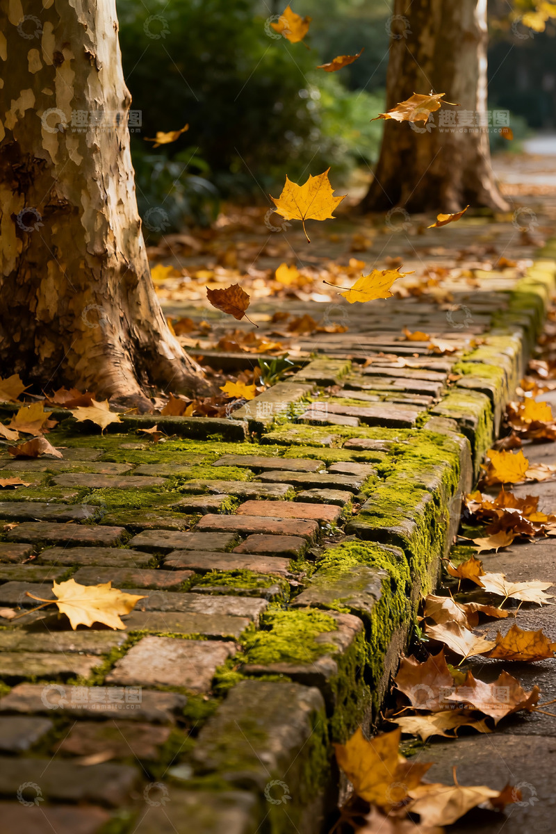 高清大图下载【趣麦麦图】深秋 落叶 青苔