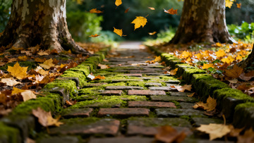 深秋 落叶 青苔