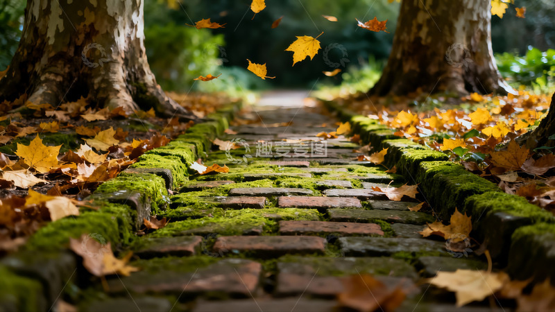 高清大图下载【趣麦麦图】深秋 落叶 青苔