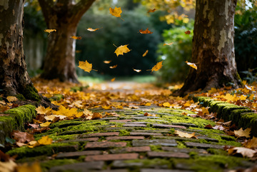 深秋 落叶 青苔