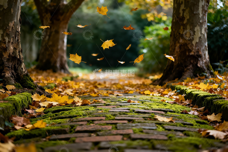 高清大图下载【趣麦麦图】深秋 落叶 青苔