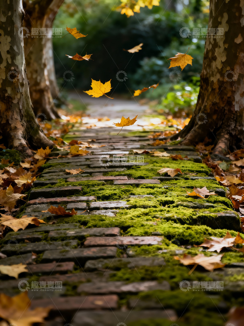 高清大图下载【趣麦麦图】深秋 落叶 青苔