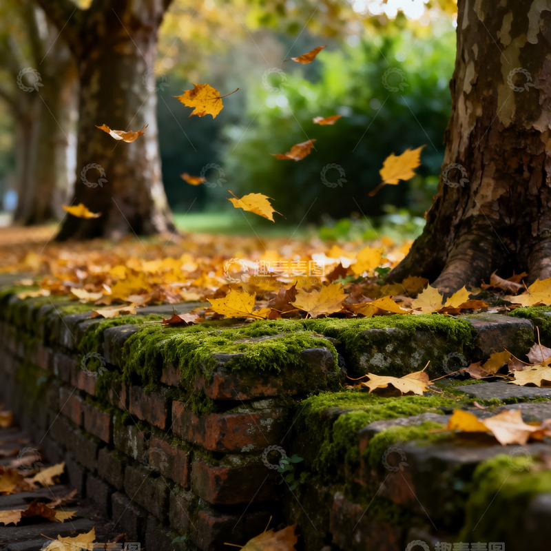 高清大图下载【趣麦麦图】深秋 落叶 青苔