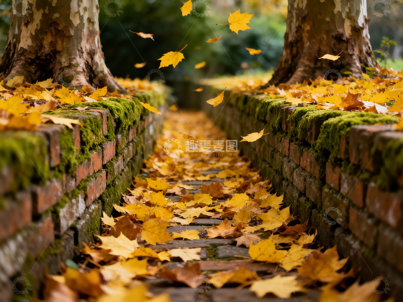 高清大图下载【趣麦麦图】深秋 落叶 青苔