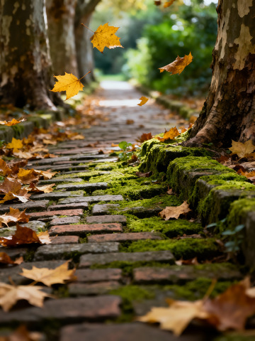 深秋 落叶 青苔