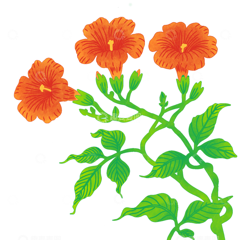 一珠美丽的凌霄花