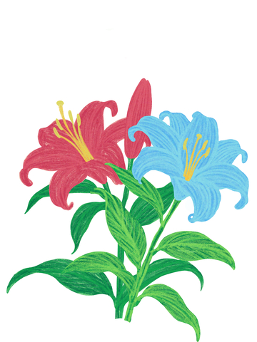 盛开的百合百合花