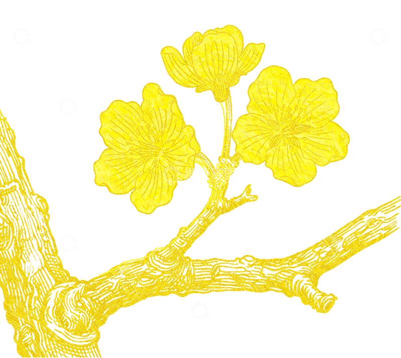 源文件下载【趣麦麦图】-金色的盛开梨花