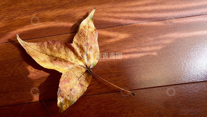 高清大图下载【趣麦麦图】木地板上的枯黄枫叶