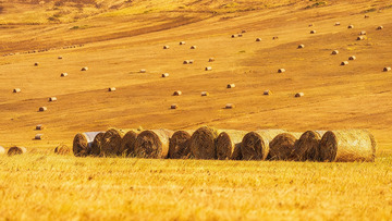 金色田野中的草垛景观