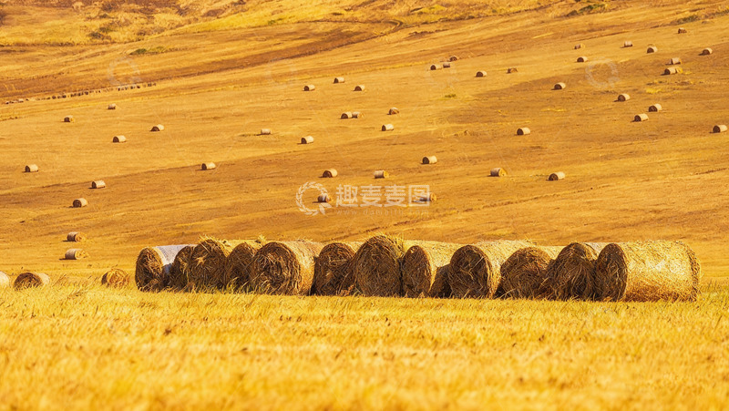 高清大图下载【趣麦麦图】金色田野中的草垛景观