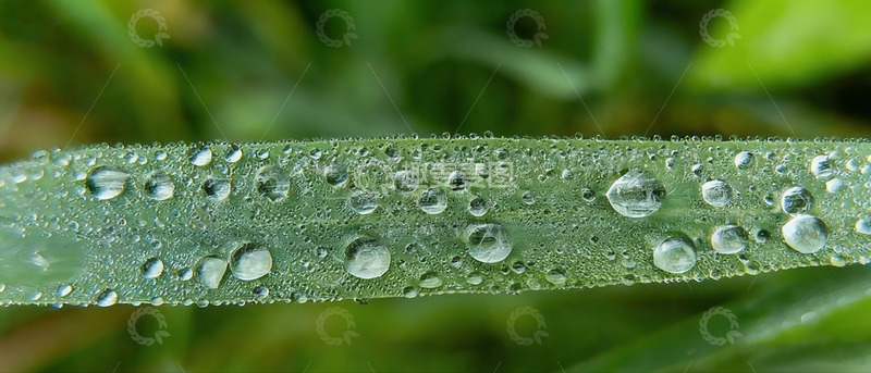 高清大图下载【趣麦麦图】叶片上晶莹的露珠
