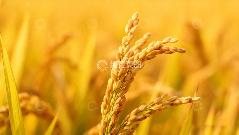 高清大图下载【趣麦麦图】金黄饱满的成熟稻穗2