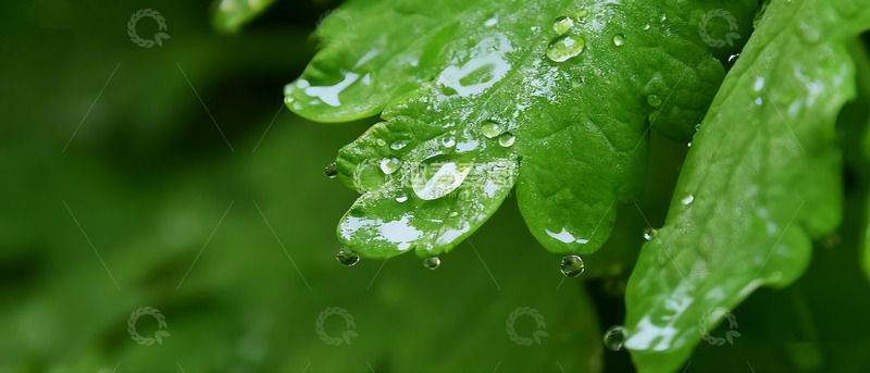高清大图下载【趣麦麦图】绿叶上晶莹的滴滴水珠