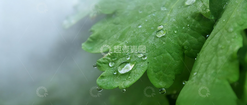 高清大图下载【趣麦麦图】绿叶上晶莹的滴滴水珠2