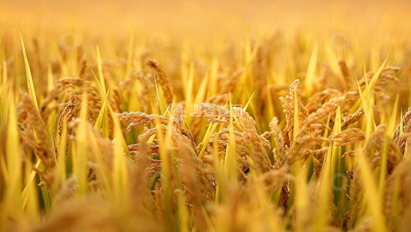 高清大图下载【趣麦麦图】金黄饱满的成熟稻田风光2