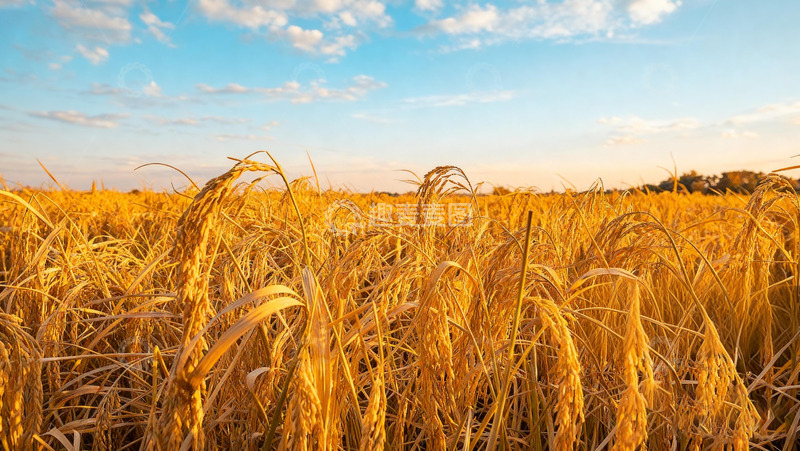 高清大图下载【趣麦麦图】金黄稻田与蓝天白云美景