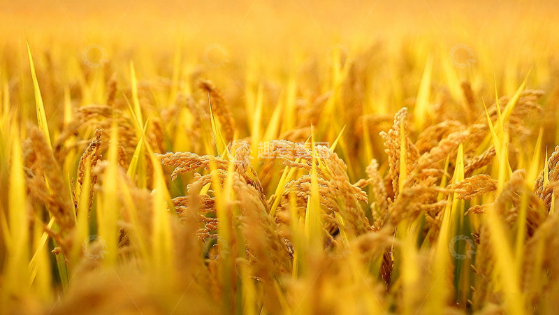 高清大图下载【趣麦麦图】金黄饱满的成熟稻田风光