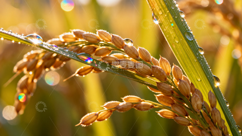 高清大图下载【趣麦麦图】晨露中的金黄饱满稻穗