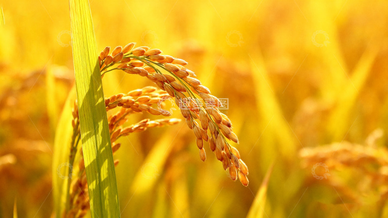 高清大图下载【趣麦麦图】金黄饱满的成熟稻穗特写