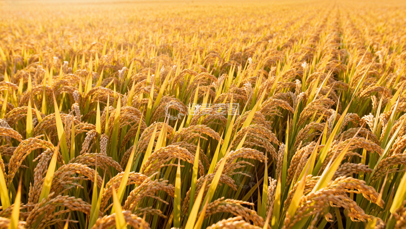 高清大图下载【趣麦麦图】金色稻田的丰收美景