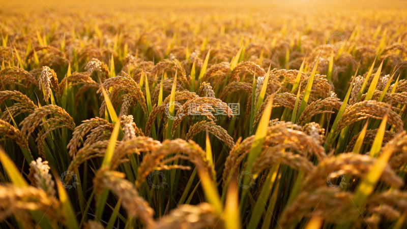 高清大图下载【趣麦麦图】夕阳下的金黄稻田美景