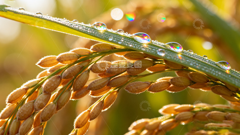 高清大图下载【趣麦麦图】稻穗上的晶莹露珠