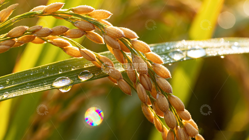 高清大图下载【趣麦麦图】晨露中的饱满金黄稻穗