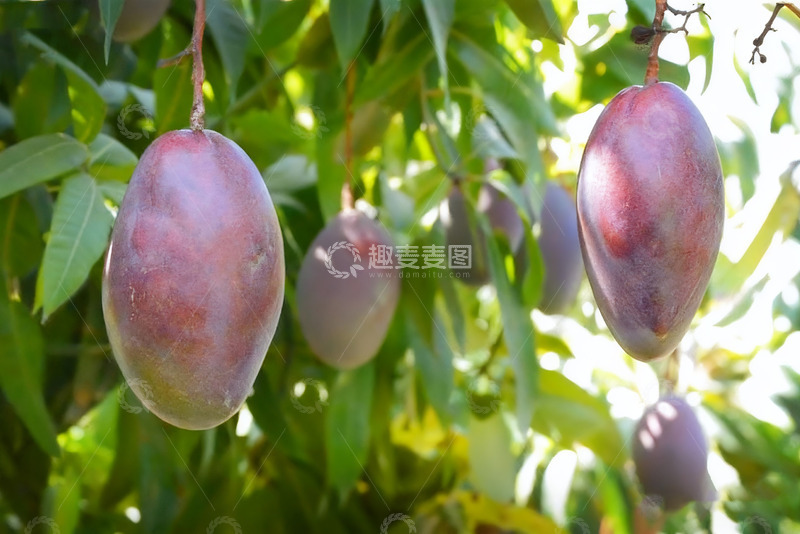 高清大图下载【趣麦麦图】枝头挂着的紫艳芒果